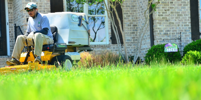 Lawn care tips for lawns in Australia