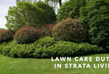 lawn care