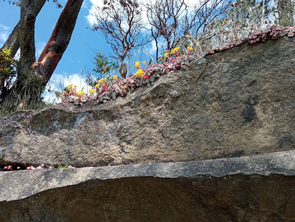 Floral sandstone cliffs