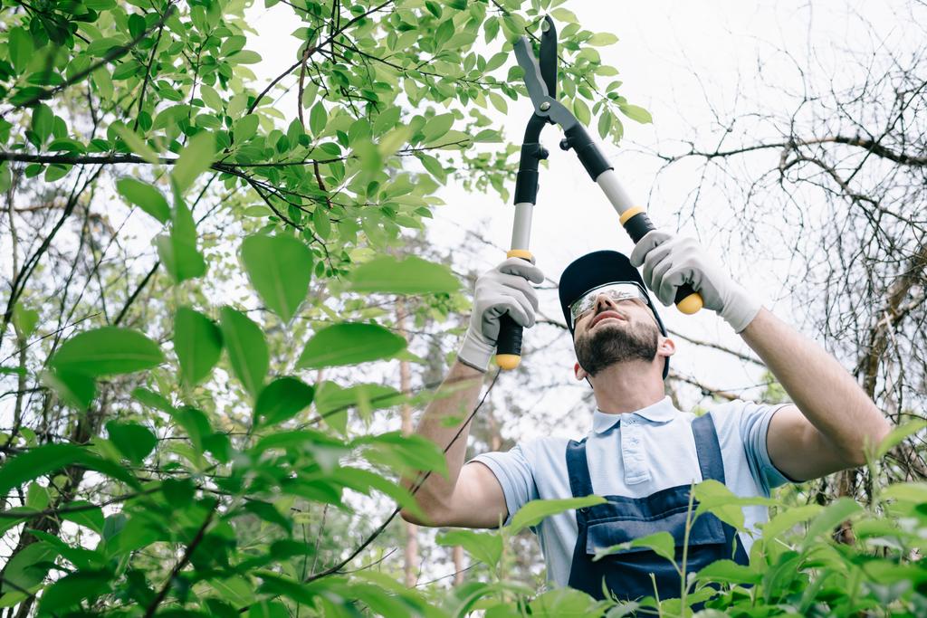 Gardener in protective glasses cap pruning bushes in the park