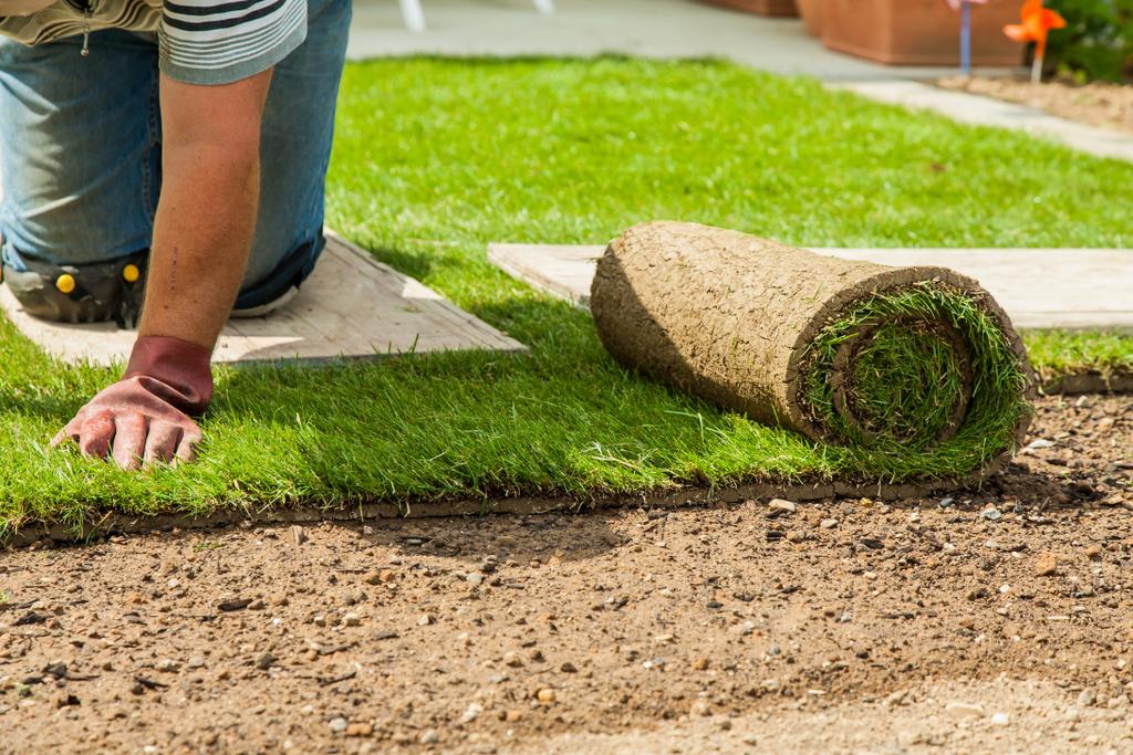 Gardener laying turf