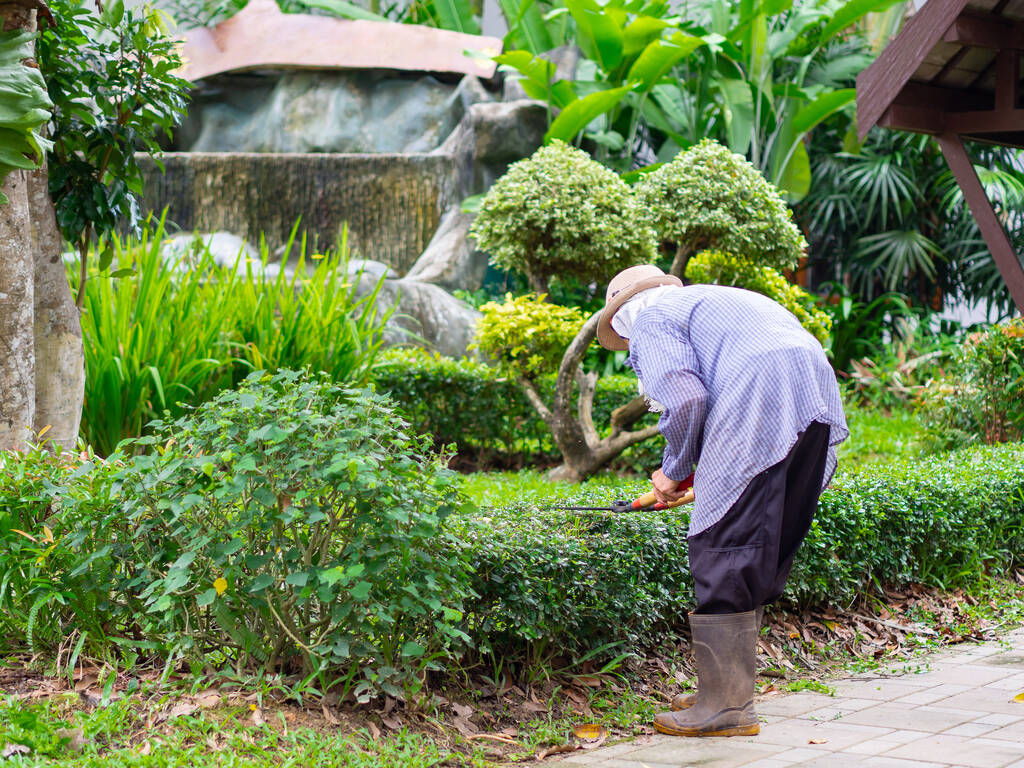 Gardener trimming hedge