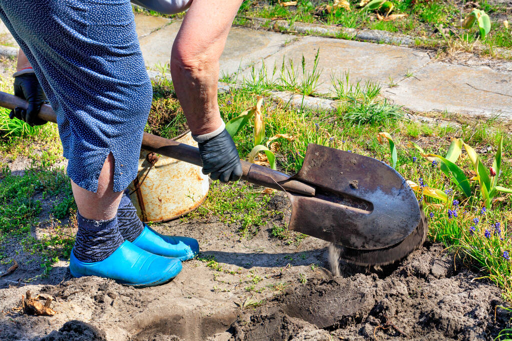 The farmer digs the soil for the flower garden with a shovel