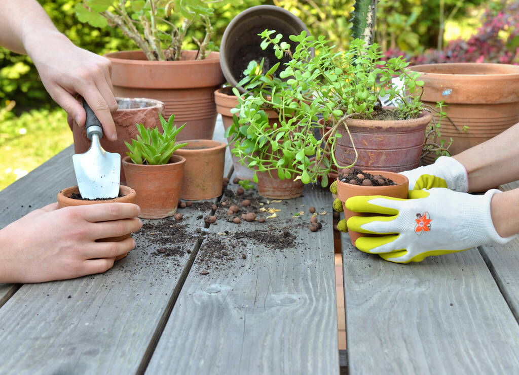 hands of gardeners potting together green plants on a garden table